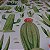 Papel de Parede Cactus Aquarelado - Imagem 3