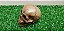 Enfeite Mini Cranio Caveira Maciça Decoração 3 unidades - Imagem 2