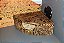 Kit Gecko, Leopard Gecko Kit-032, Artexotics - Imagem 4