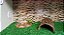 Kit Iguana-012, Artexotics - Imagem 2