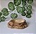 Kit Iguana-011, Artexotics - Imagem 1