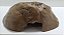 Kit Corn Snake Adulta, Kit-006, Artexotics - Imagem 4