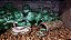 Chips de Coco Substrato p/ Terrario  Artexotics - Imagem 1