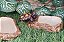 Kit 020 Comedouro Bebedouro Pequeno Para Repteis  Artexotics - Imagem 12