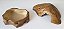 Kit Corn Snake Filhote, Kit-002, Artexotics - Imagem 2