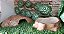 Kit Corn Snake Filhote, Kit-002, Artexotics - Imagem 5