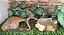 Kit Corn Snake Filhote, Kit-002, Artexotics - Imagem 6
