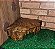 Toca Aquecida Canto Reptil Corn Jiboia Teiu Cobra TCA 512 Artexotics - Imagem 4