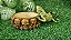 Comedouro Bebedouro Caveira Redondo Cm 017 Artexotics - Imagem 6