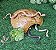 Toca Grande P/ Jabuti Filhote Ou Hedgehog  Tc 213 - Imagem 4