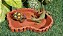 Comedouro Ou Bebedouro Para Repteis Cm 019 Artexotics - Imagem 11