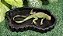 Comedouro Ou Bebedouro Para Repteis Cm 019 Artexotics - Imagem 14