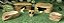 Kit Gecko Leopard Gecko C/ aquecimento Kit 017  Artexotics - Imagem 4