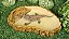 Comedor Bebedouro Jabuti Tartaruga Reptil Cm 024 Artexotics - Imagem 3