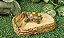 Comedor Bebedouro Jabuti Tartaruga Reptil Cm 023 Artexotics - Imagem 2