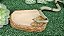 Comedor Bebedouro Jabuti Tartaruga Reptil Cm 023 Artexotics - Imagem 3