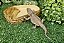 Comedor Bebedouro Jabuti Tartaruga Reptil Cm 023 Artexotics - Imagem 4