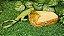 Comedor Bebedouro Jabuti Tartaruga Reptil Cm 023 Artexotics - Imagem 5
