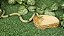 Comedor Bebedouro Jabuti Tartaruga Reptil Cm 023 Artexotics - Imagem 7