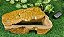 Toca Aquecida Repteis Gecko Corn 2x1  TCA 511 Artexotics - Imagem 1