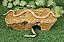 Toca Aquecida Repteis Gecko Corn 2x1  TCA 511 Artexotics - Imagem 2