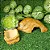 Kit Aranha/aracnideos kit 014  Artexotics - Imagem 3