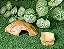 Kit Aranha/aracnideos kit 014  Artexotics - Imagem 5