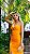 VESTIDO LINHO LARANJA SAVAGE - Imagem 2