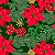 Tricoline Digital Natal Flores e Laços F Verde, 50cm x 1,50m - Imagem 1