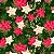 Tricoline Digital Natal Floral, 100% Algodão, 50cm x 1,50mt - Imagem 1