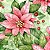 Tricoline Natal Greeny Poisentia, 100% Algodão 50cm x 1,50mt - Imagem 1