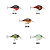 Isca artificial rapala dt series 06 - 25 cores - Imagem 4