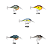 Isca artificial rapala dt series 06 - 25 cores - Imagem 5