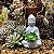 Buda com Planta cor Cimento em Cerâmica 12 cm - Imagem 5