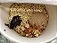 Big Bowl Cogumelo Shiitake (kailo) VEGANO - Imagem 5