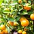 Citrus Aurantium 500mg - Imagem 2