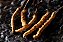 Cordyceps Sinensis 350mg - Imagem 2