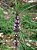 Rubi folhas e talos - BELEZA DA TERRA - Imagem 2