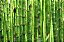 Cavalinha folhas - BELEZA DA TERRA - Imagem 2