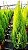 Cipreste folhas e talo - BELEZA DA TERRA - Imagem 1