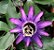 Passiflora em Pó - BELEZA DA TERRA - Imagem 2