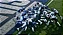 EA Sports Madden NFL 27 Standard para Xbox Series X|S — Código Digital - Imagem 2