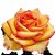 Rosas Ambiance - Pacote com 20 unidades - Escolha o tamanho abaixo: - Imagem 4