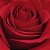 Rosas Vermelhas Nacionais - 01 Pacote com 20 unidades - Escolha o tamanho abaixo: - Imagem 2