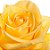 Rosas Amarelas - 01 Pacote com 20 unidades - Escolha o tamanho abaixo: - Imagem 10