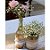 Rosas Vânia Nacionais - 01 Pacote com 20 unidades - Escolha o tamanho abaixo: - Imagem 27