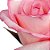Rosas Vânia Nacionais - 01 Pacote com 20 unidades - Escolha o tamanho abaixo: - Imagem 13