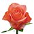 Rosas Laranja - Pacote com 20 unidades - Escolha o tamanho abaixo: - Imagem 2