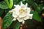 ESSÊNCIA  GARDÊNIA 100ML - Imagem 1