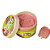 Esfoliante Corporal Scrub Delícia Melancia - Adversa - Imagem 1